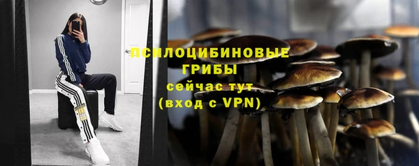 гашик Алексин